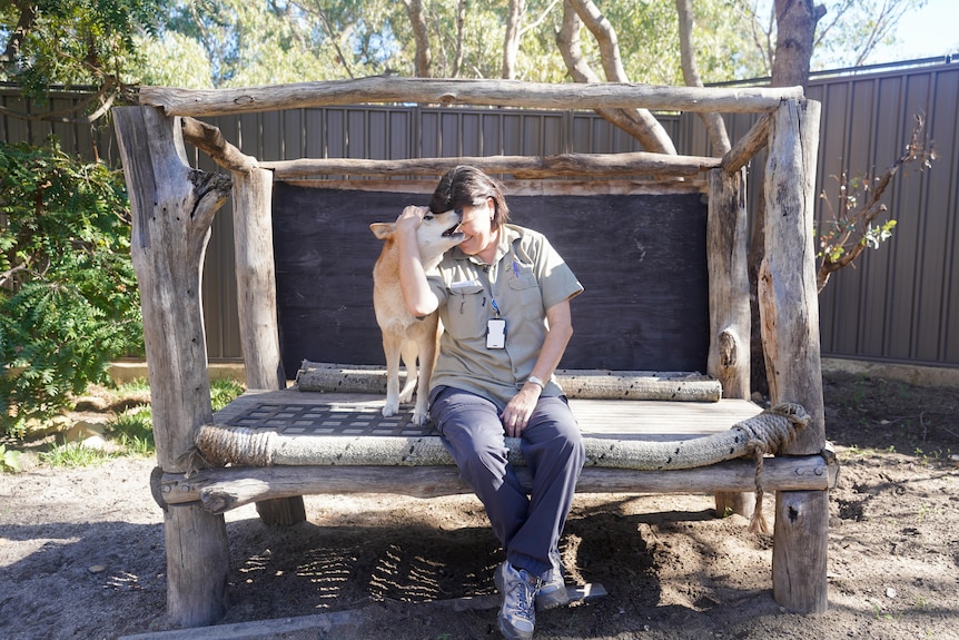 A woman embraces a dingo while sitting on a wooden frame shade structure