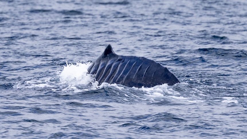 a whale with intense scaring swimming in the ocean