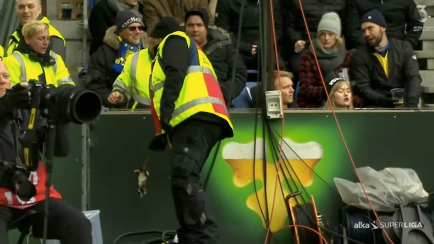 A security guard removes a rat from the ground during a Brondby IF-FC Cophagen match