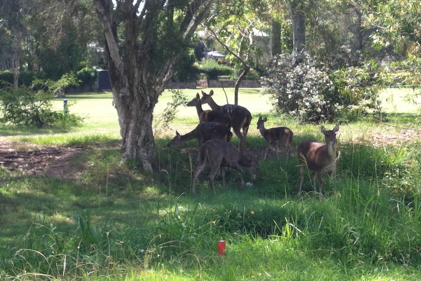 Wild deer seek shelter in a western Brisbane suburb in August 2015