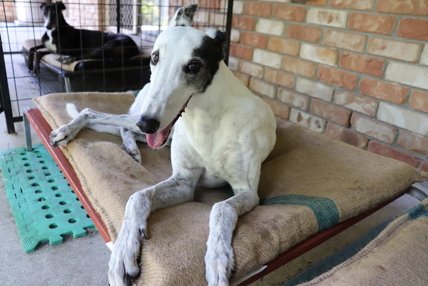 A happy greyhound sitting on a bed in Ormeau, Queensland.