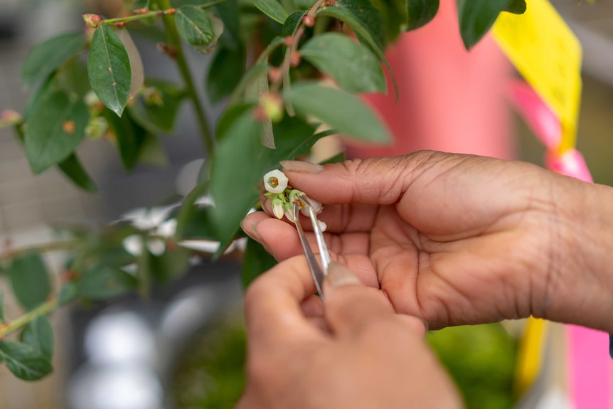 Hands are holding tweezers to a blueberry flower and leaves