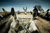 Donkeys feeding