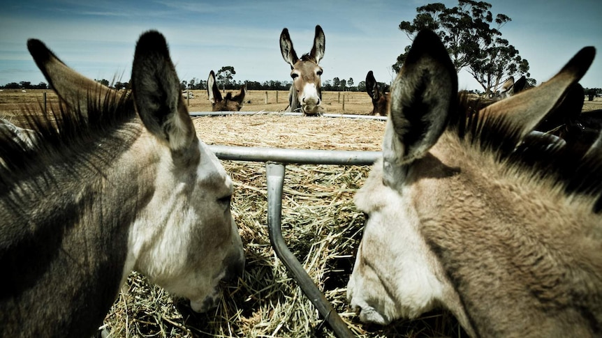 Donkeys feeding