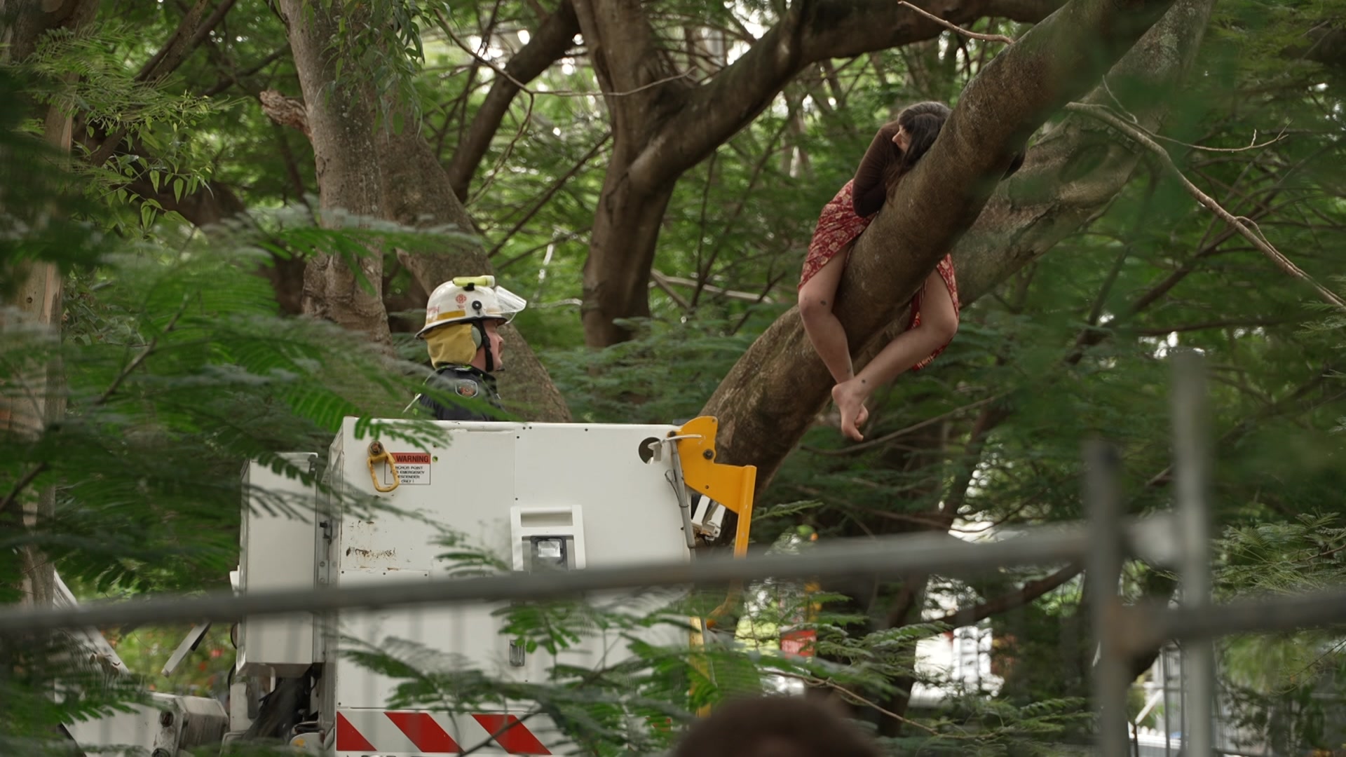 a cherrypicker helps remove a woman from a tree that she was protesting in