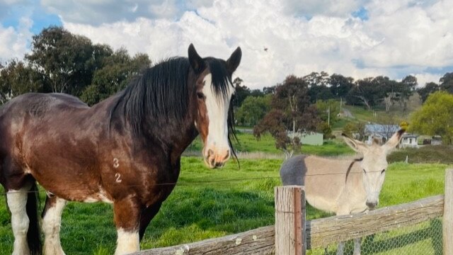 Mac the Clydesdale, a large brown horse with a white strip on his nose stands at the fence rail with a donkey companion