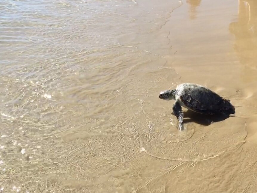 After six months in hospital, Neo the green turtle is set to catch a wave.