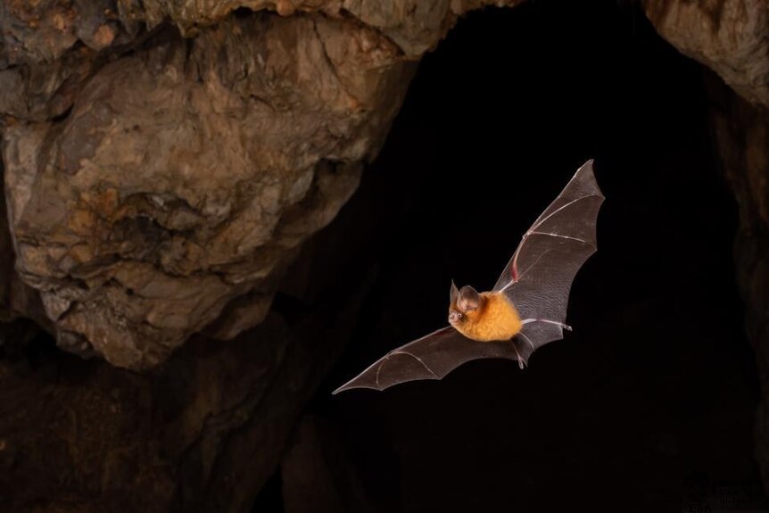 A dusky leaf-nosed bat flying