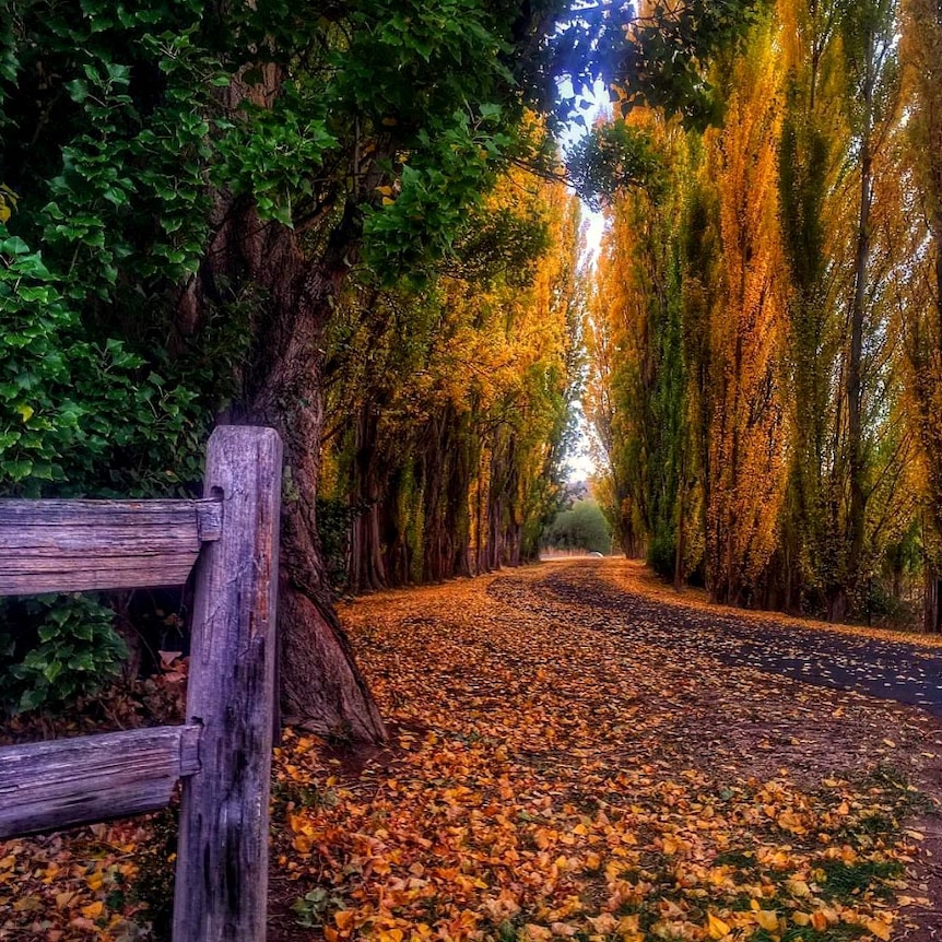 Autumn leaves cover the trees and landscape, including a rural road.