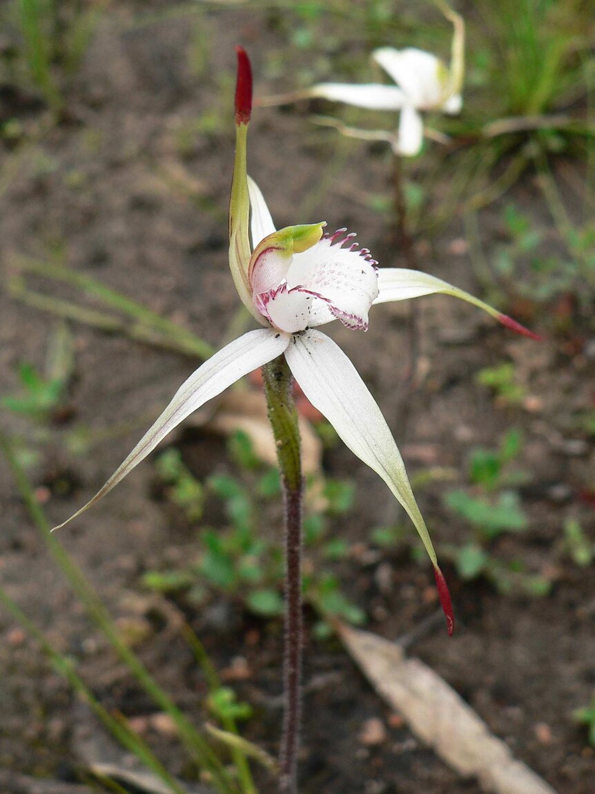 White spider orchid