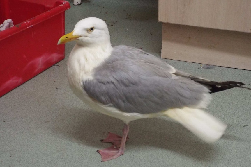 Seagull clean after curry incident