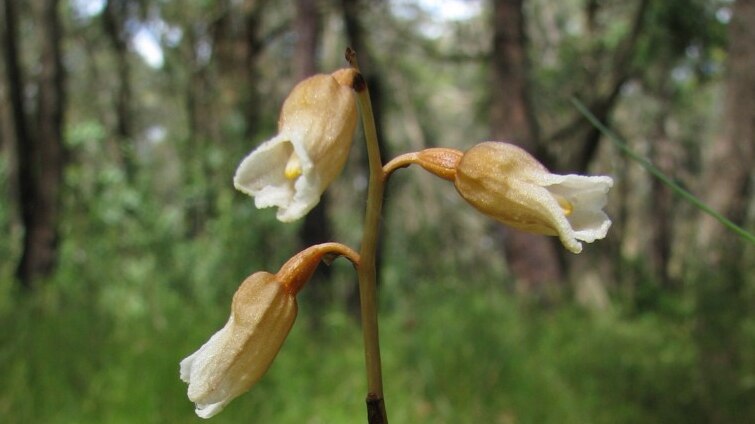 This is a picture of the cinnamon bells orchid, a while and purple wildflower.