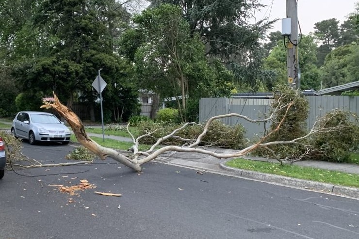 A fallen tree.