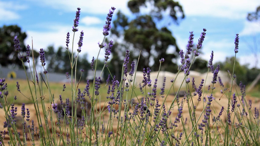 Close up of the flowers of blooming lavender growing