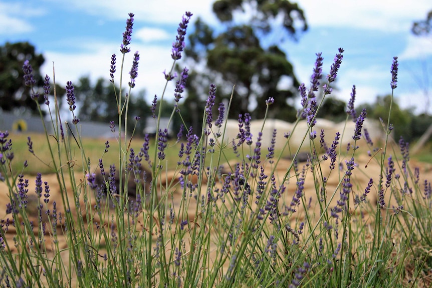 Close up of the flowers of blooming lavender growing