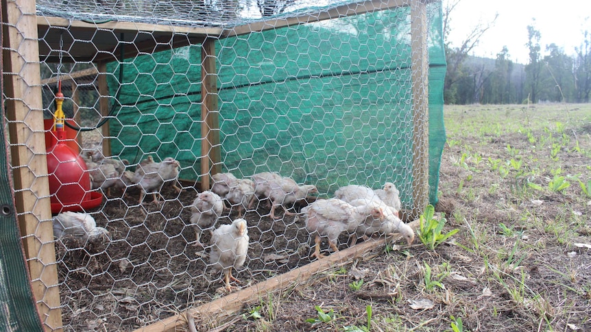 Chicks poke their heads through chicken wire walls of a portable coop.