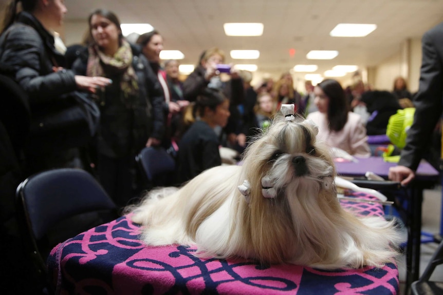 Rocket, a shih tzu and winner of the toy group at the Westminster dog show 2015