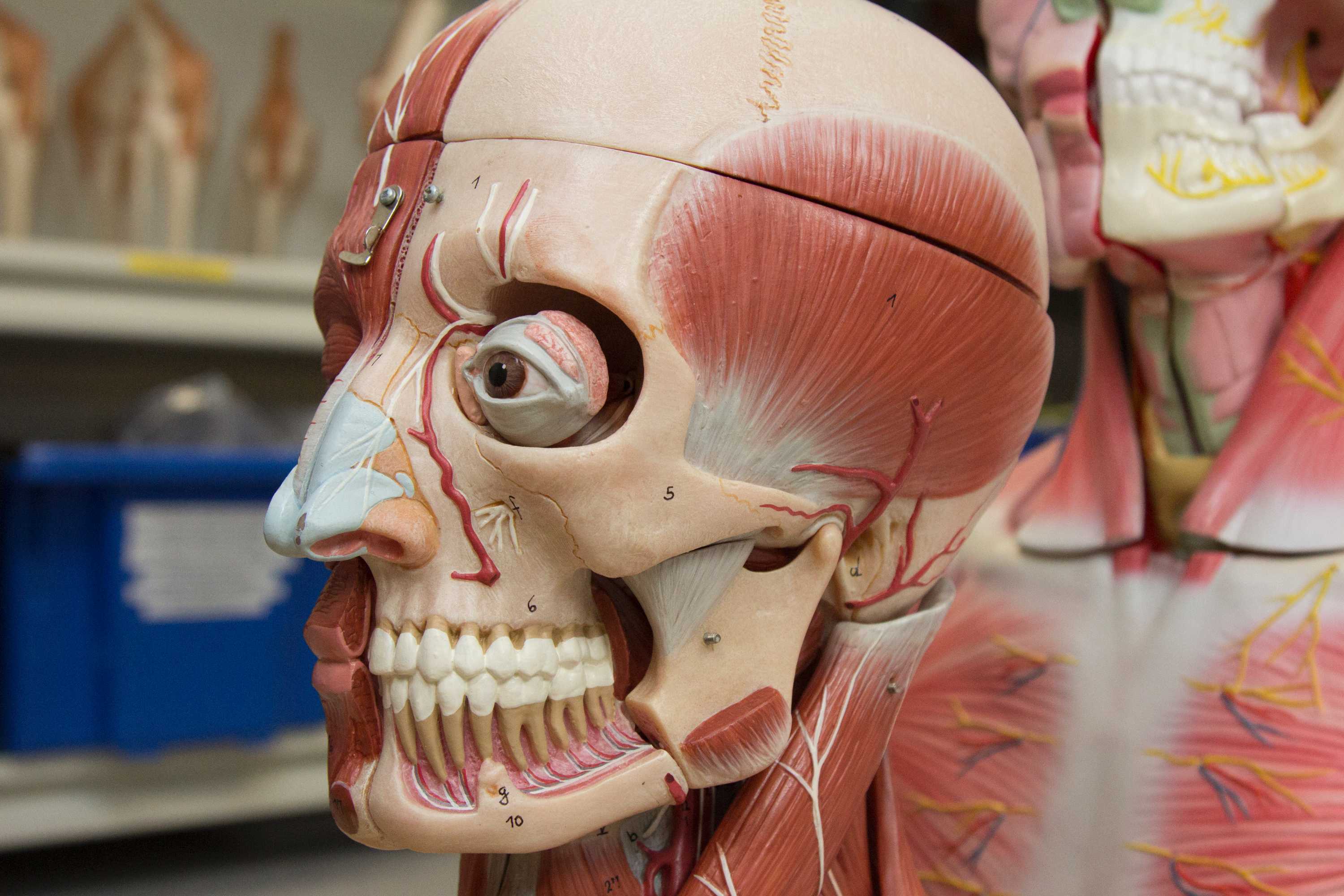 A plastic model showing the anatomy of the human head, including bones, muscles, blood vessels and other tissues.
