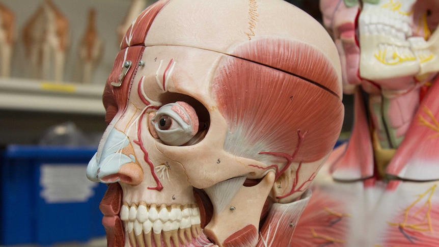 A plastic model showing the anatomy of the human head, including bones, muscles, blood vessels and other tissues.