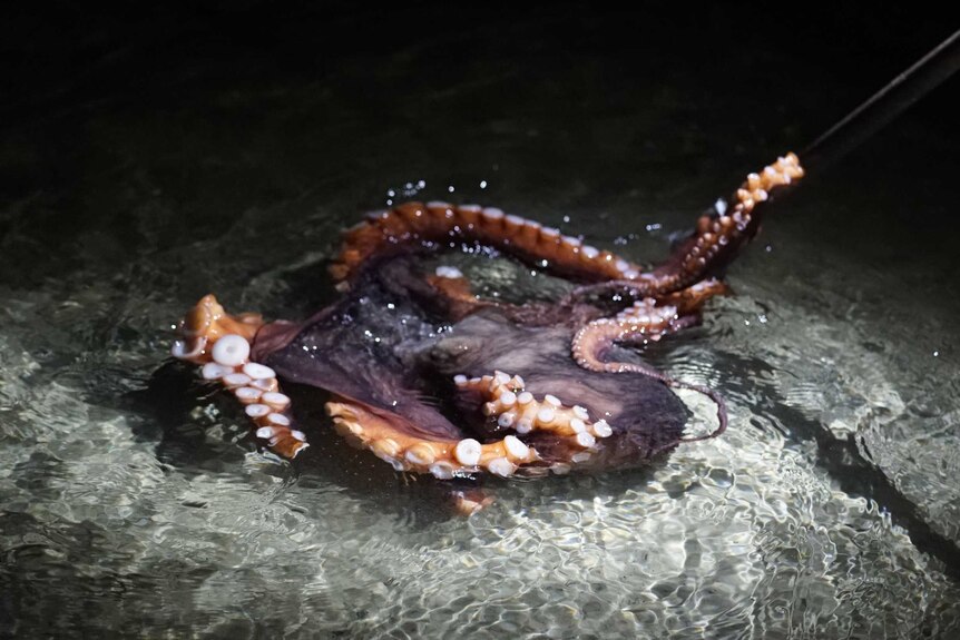 Octopus caught at Eaglehawk Neck.