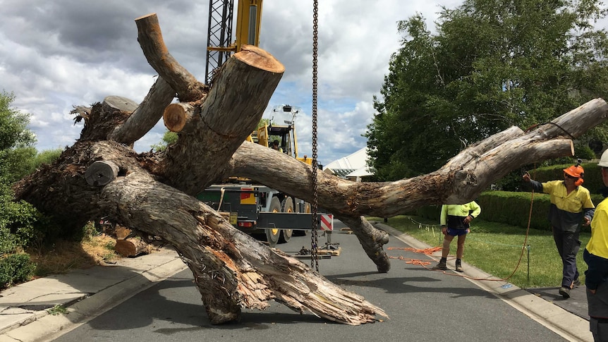 A large tree lies across the road after being chopped down.