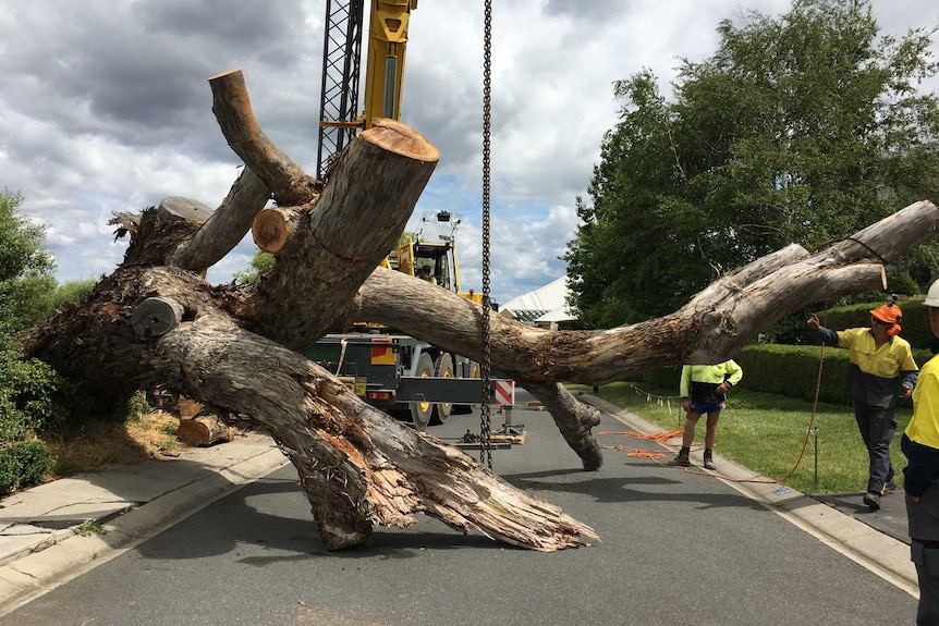 A large tree lies across the road after being chopped down.
