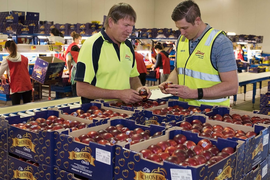 Two men inspecting nectarines stored in boxes.