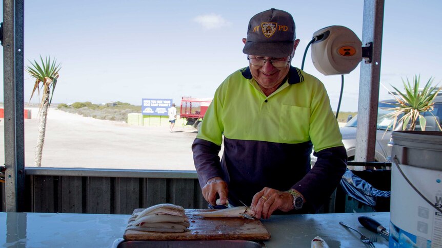 An older gentle man stands behind a work counter cleaning King George Whiting.