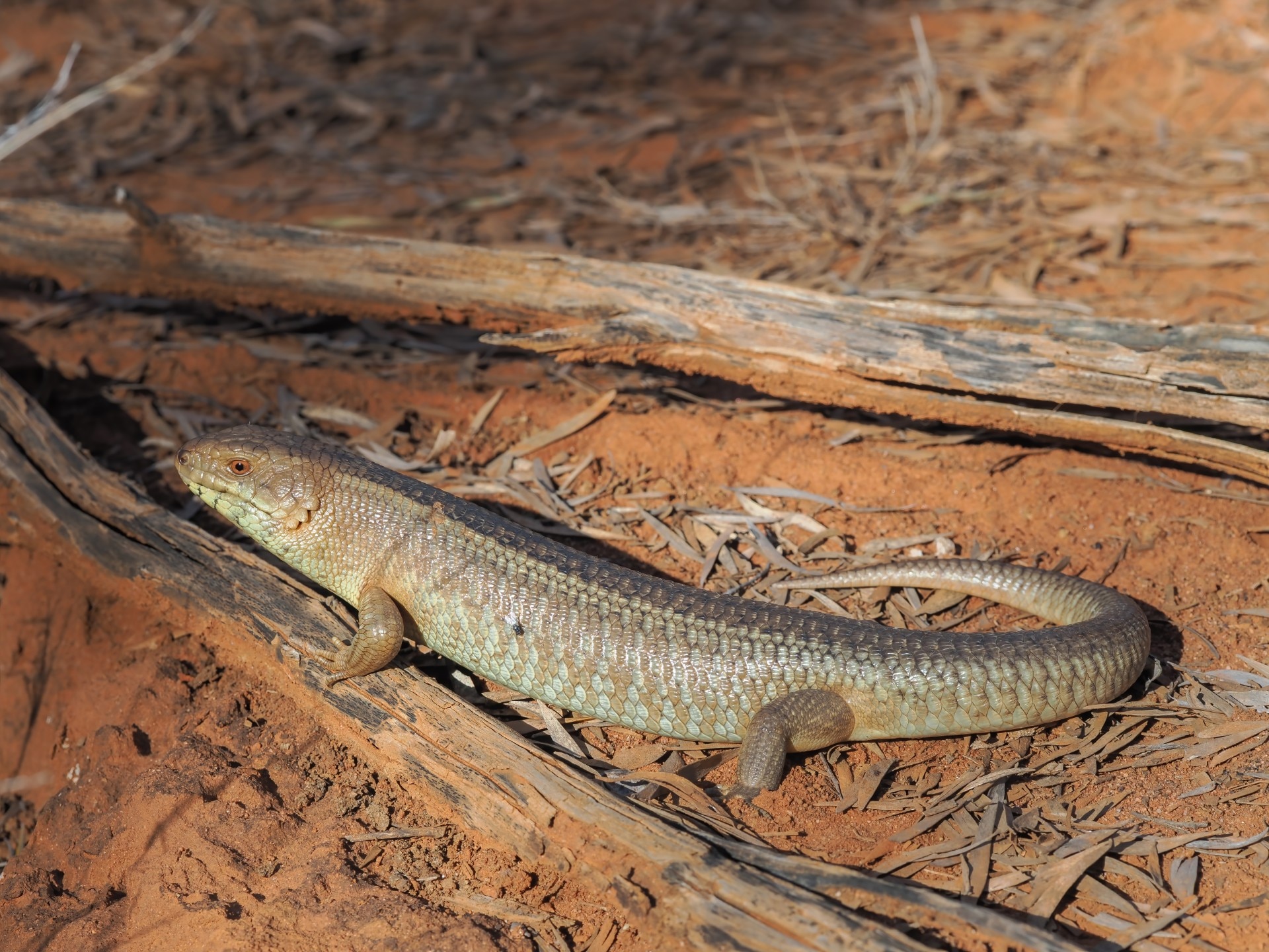 a skink stands on some red dirt and a tree root