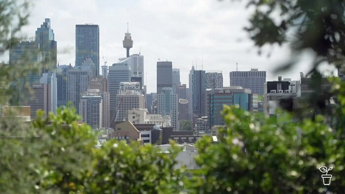 View from a high rise garden looking over Sydney CBD and Centrepoint Tower