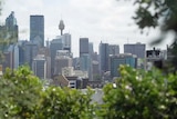 View from a high rise garden looking over Sydney CBD and Centrepoint Tower