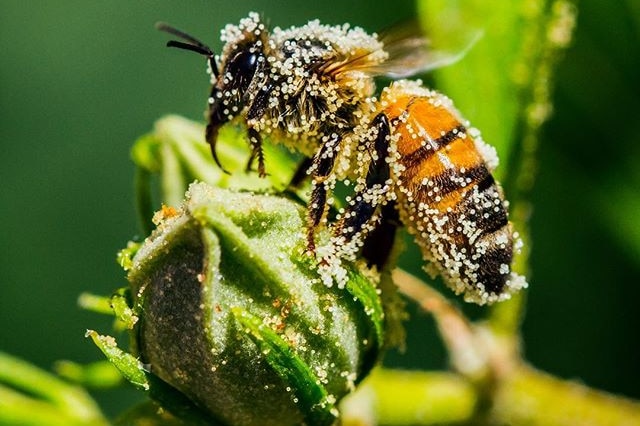 A bee is covered in pollen