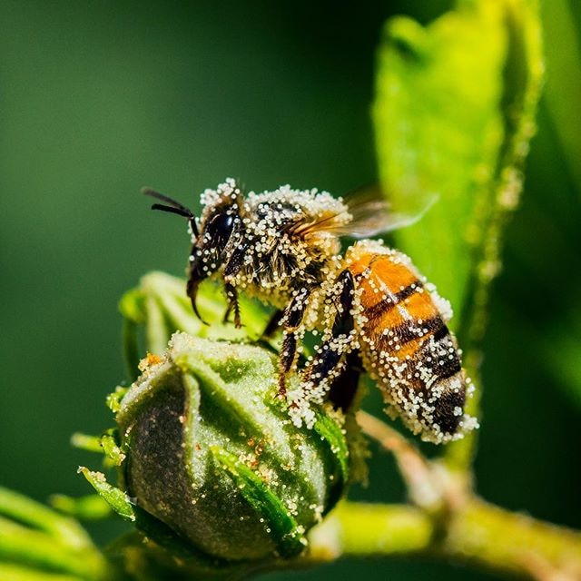 A bee is covered in pollen