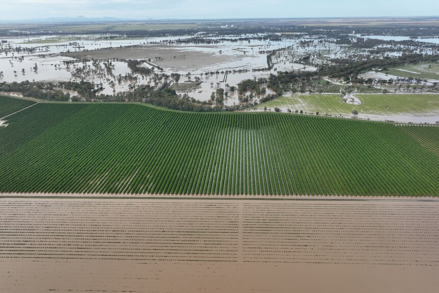 orange crops flooded
