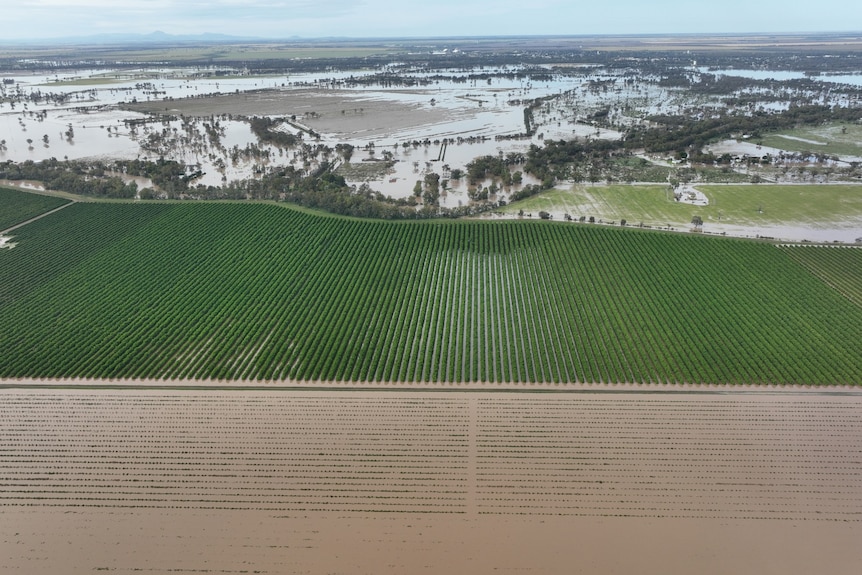 orange crops flooded