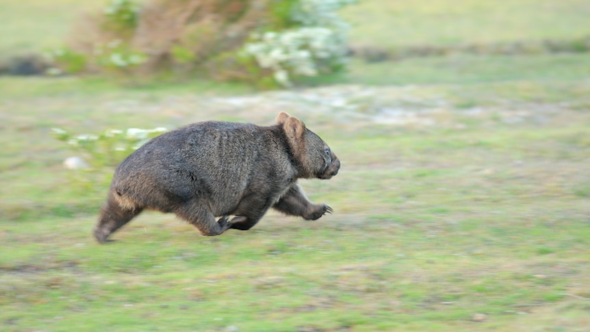 A panning shot of a wombat running across green grass, the wombat is sharp but its feet and the background are blurred