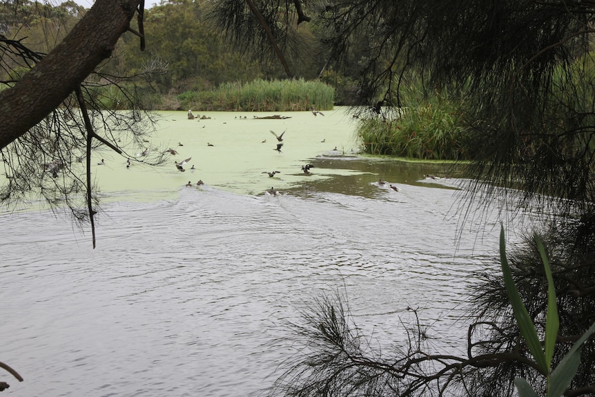 humedal de pantano tóxico