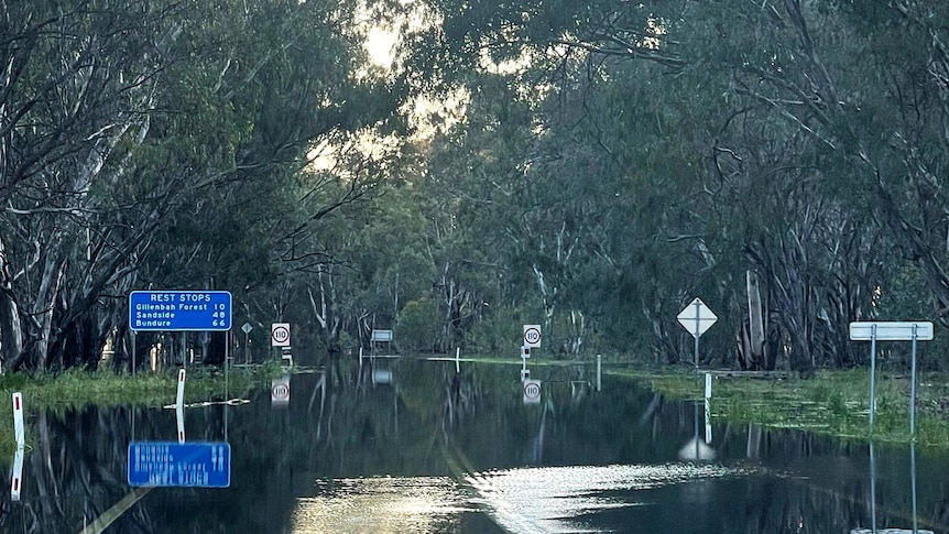 Floodwaters spill over a highway bordered by gum trees
