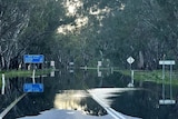 Floodwaters spill over a highway bordered by gum trees