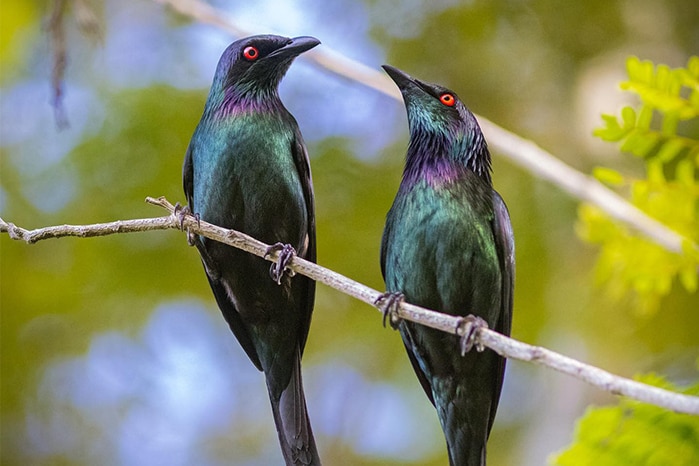 Two colourful metallic starlings on a branch