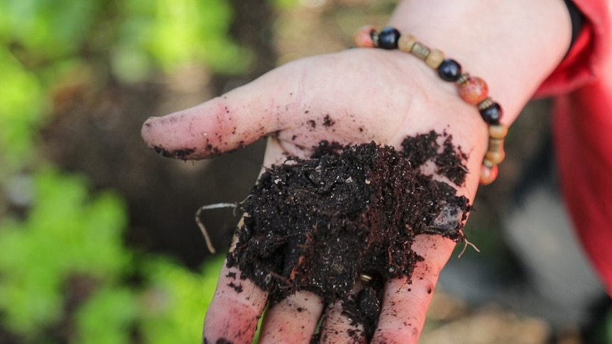 A woman's hand holding some soil while gardening to grow fruit and vegetables.