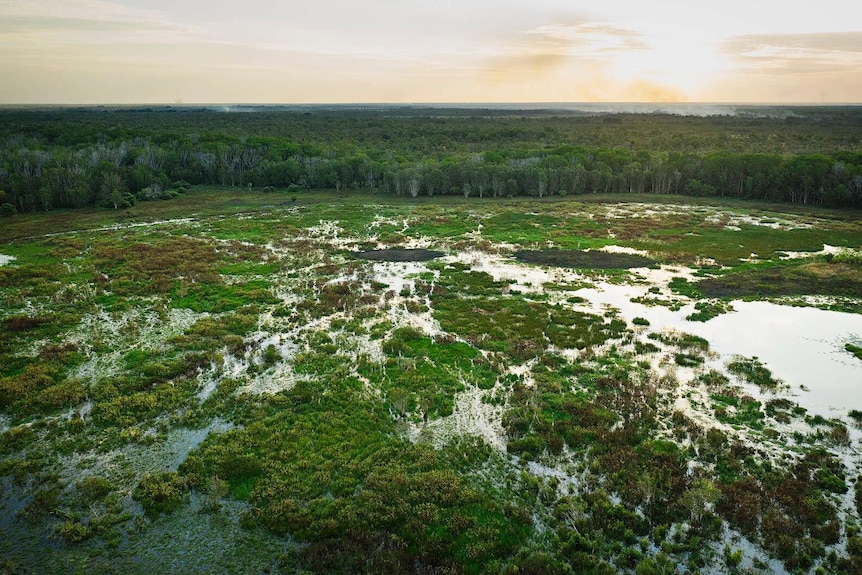 Fogg Dam drone shot shows lush green wetlands.