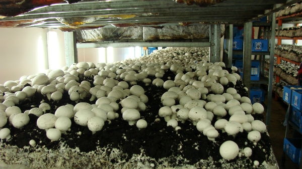 White mushrooms