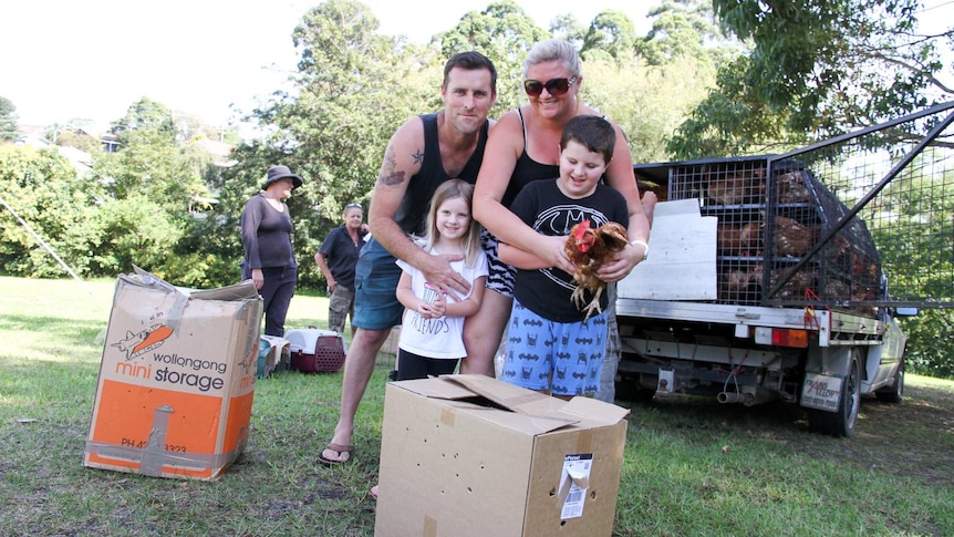 A family happily collect six chooks to take home as pets.