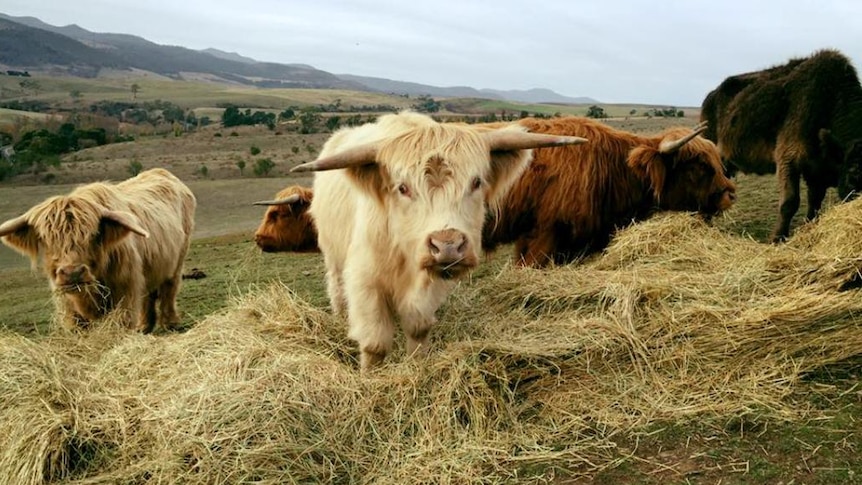 Scottish Highland cattle in a paddock eating hay.