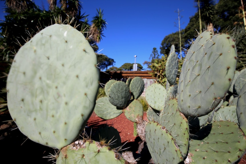 Cacti pictured in the foreground and a CCTV camera in the background.
