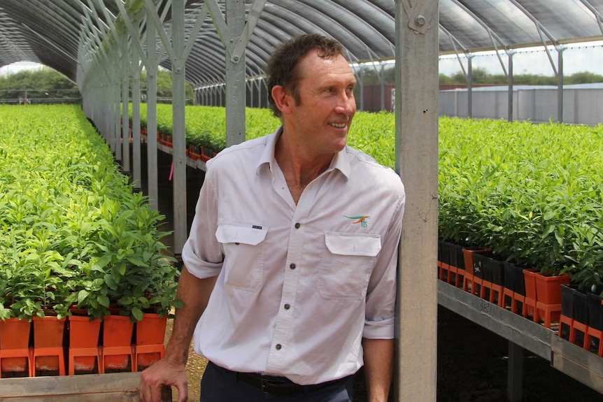 A man standing in a plant nursery.