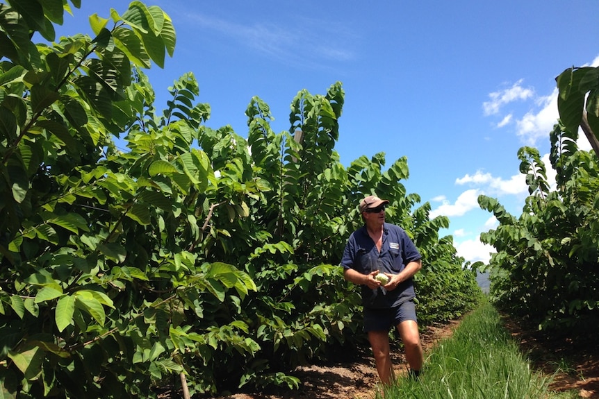 A farmer walks through a row of young, leafy custard apple trees growing in a far north Queensland orchard