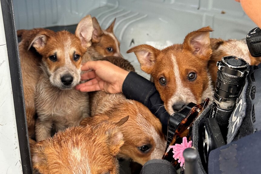 A police officer touched one of five red heeler puppies inside a car