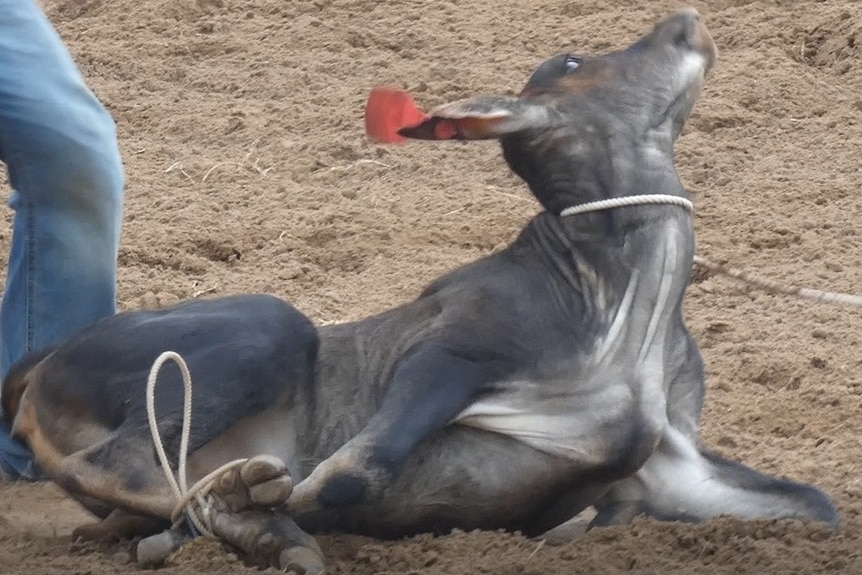 A calf lies prone on the ground with wild eyes, a rope around its neck and its legs tied
